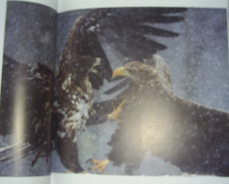 Иллюстрация 2 из 13 для Дикая природа. Фотографии, покорившие мир | Лабиринт - книги. Источник: АлЮр