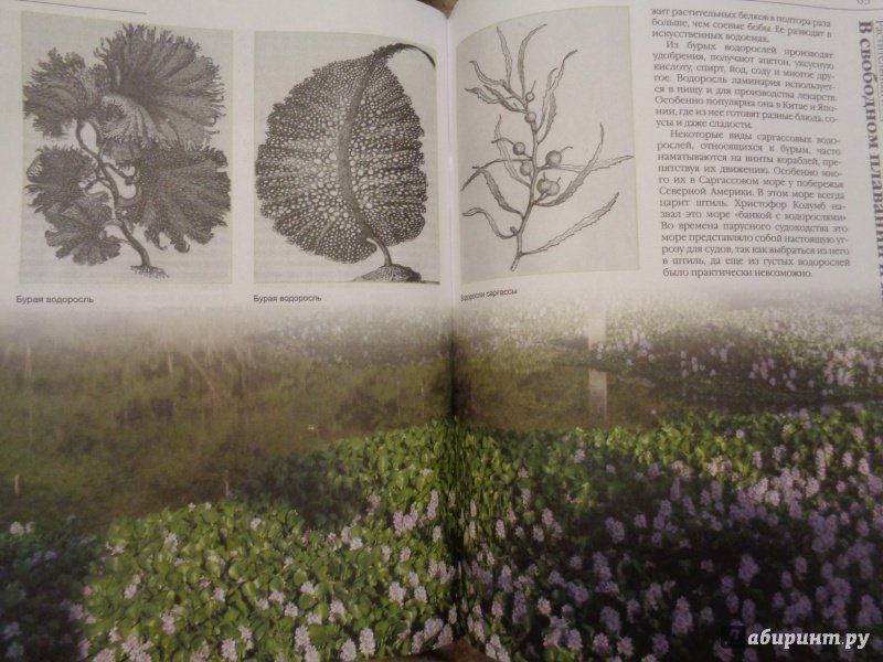 Иллюстрация 11 из 20 для Растительный покров Земли | Лабиринт - книги. Источник: Лабиринт