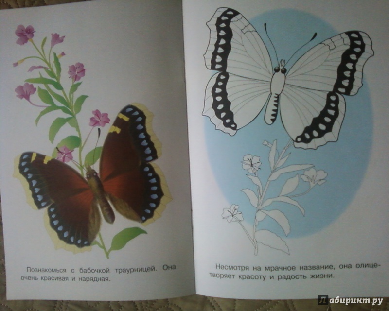 Иллюстрация 13 из 24 для Раскраска. Бабочки | Лабиринт - книги. Источник: Родионова  Надежда