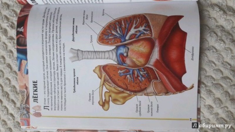 Иллюстрация 43 из 52 для Детский атлас анатомии - Винченцо Гуиди | Лабиринт - книги. Источник: Филатова Светлана