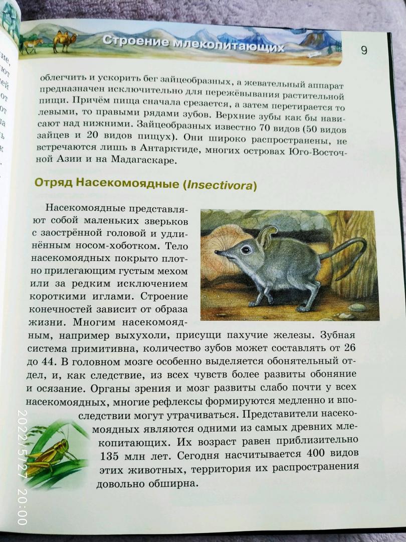 Иллюстрация 53 из 64 для Млекопитающие | Лабиринт - книги. Источник: Ekaterina Фиалковая