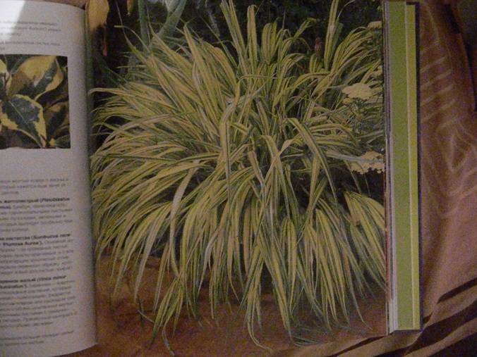Иллюстрация 3 из 5 для Палитра сада. Практическое руководство по цветовому дизайну сада - Сью Фишер | Лабиринт - книги. Источник: Lubzhen