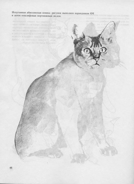 Иллюстрация 14 из 39 для Учитесь рисовать кошек - Дэвид Браун | Лабиринт - книги. Источник: * Ольга *