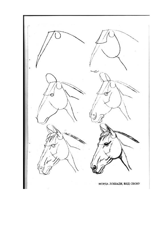 Иллюстрация 12 из 24 для Рисуем 50 лошадей - Ли Эймис | Лабиринт - книги. Источник: Юта