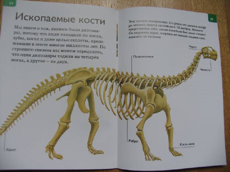 Иллюстрация 10 из 31 для Динозавры - Роберт Коуп | Лабиринт - книги. Источник: ВВС