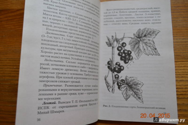 Иллюстрация 7 из 15 для Все о черной смородине - Мария Бохонова | Лабиринт - книги. Источник: Белоус Марина