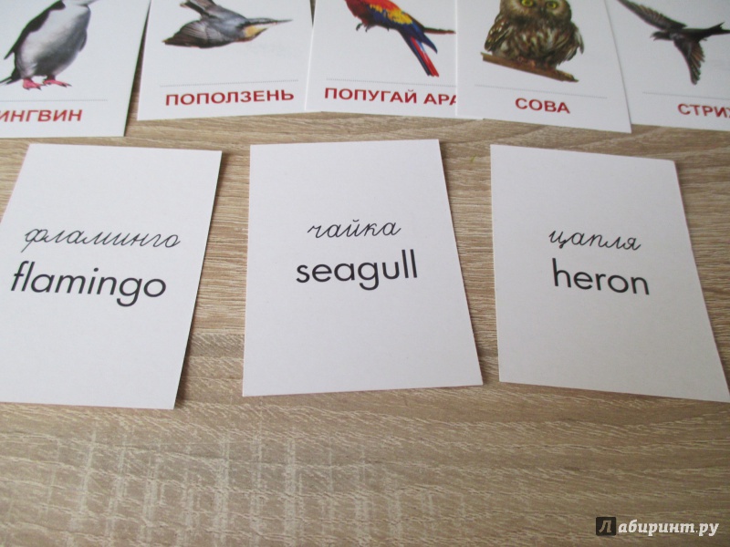 Иллюстрация 9 из 24 для Раздаточные карточки "Птицы разных широт" (16 карточек) | Лабиринт - книги. Источник: Вероника Руднева