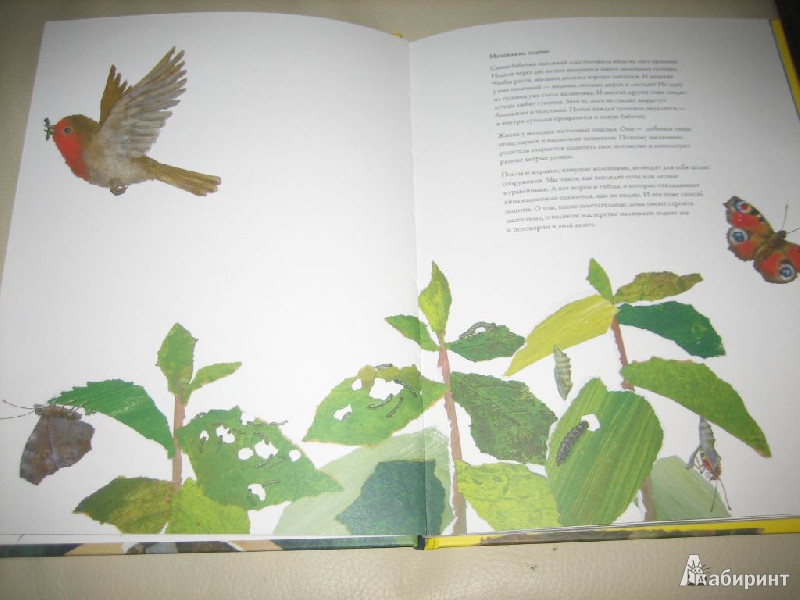 Иллюстрация 7 из 32 для Гнезда, норы и горшки. Как насекомые заботятся о потомстве - Анне Меллер | Лабиринт - книги. Источник: Cherepashka