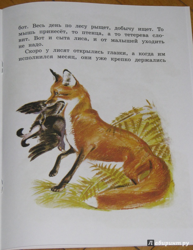 Иллюстрация 19 из 34 для Как лиса в лесу живёт - Вера Чаплина | Лабиринт - книги. Источник: Штерн  Яна