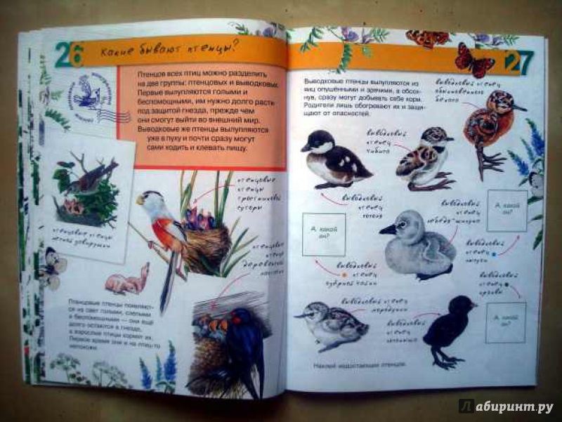 Иллюстрация 20 из 32 для Птицы - Петр Волцит | Лабиринт - книги. Источник: Актриса Весна