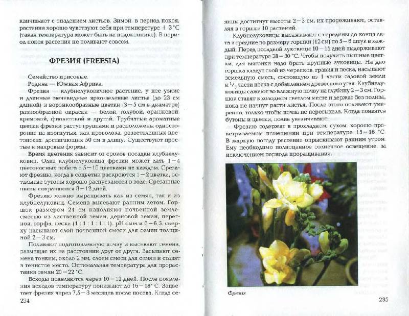 Иллюстрация 15 из 21 для Луковичные и клубневые растения - Е.К. Беляевская | Лабиринт - книги. Источник: Юта