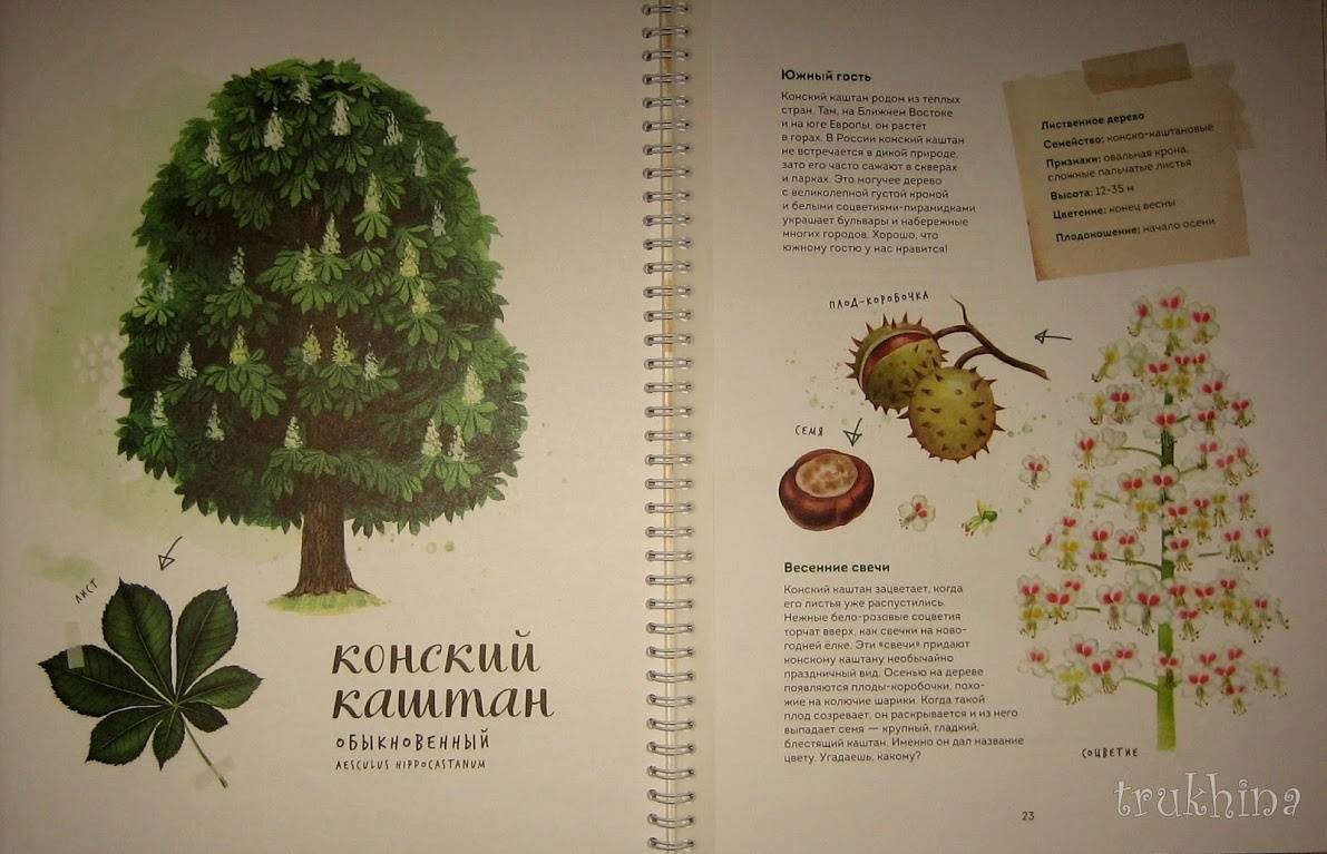 Иллюстрация 92 из 126 для Мой гербарий. Листья деревьев - Анна Васильева | Лабиринт - книги. Источник: Трухина Ирина