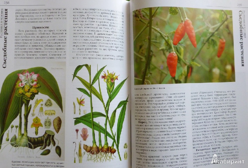 Иллюстрация 40 из 50 для В мире растений - Дикарева, Леонова | Лабиринт - книги. Источник: дева