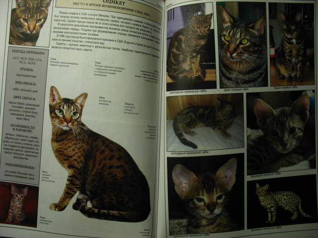 Иллюстрация 16 из 39 для Все о породах кошек - Джульетта Мей | Лабиринт - книги. Источник: kolobus