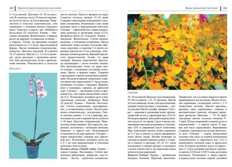 Иллюстрация 46 из 49 для Энциклопедия комнатных растений - Рак, Степура, Степура | Лабиринт - книги. Источник: Ялина