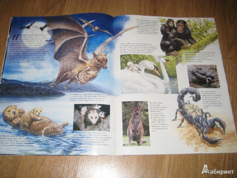 Иллюстрация 22 из 25 для Детеныши животных - Энн Элвуд | Лабиринт - книги. Источник: Макарова  Елена