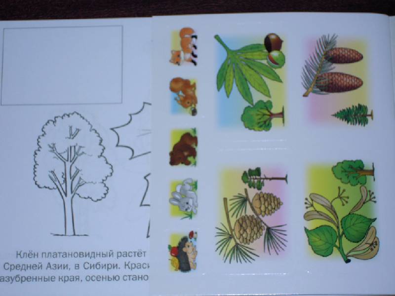 Иллюстрация 12 из 12 для Мои первые уроки. Деревья и листья | Лабиринт - книги. Источник: Iwolga