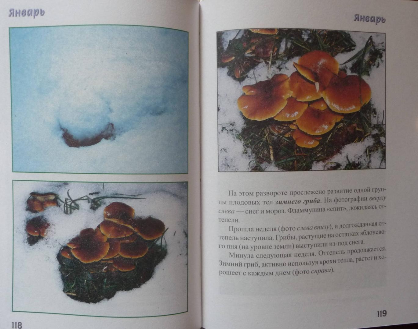 Иллюстрация 32 из 32 для За грибами с ноября по май - Михаил Вишневский | Лабиринт - книги. Источник: SiB