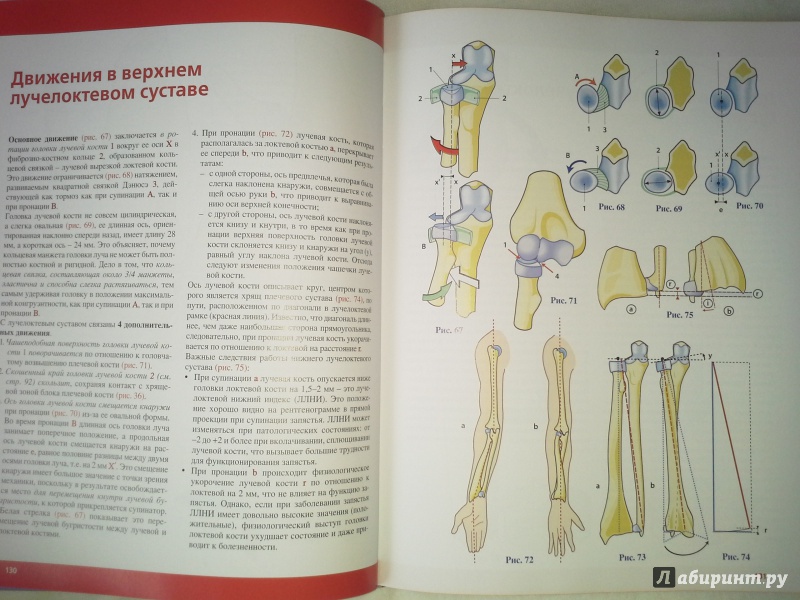Иллюстрация 9 из 20 для Верхняя конечность. Физиология суставов - Адальберт Капанджи | Лабиринт - книги. Источник: Victoriene