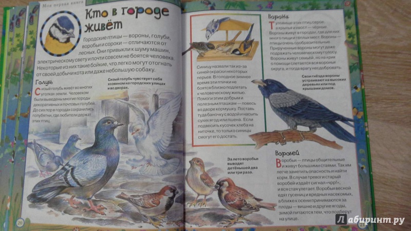Иллюстрация 4 из 16 для Моя первая книга о животных | Лабиринт - книги. Источник: Татьян@
