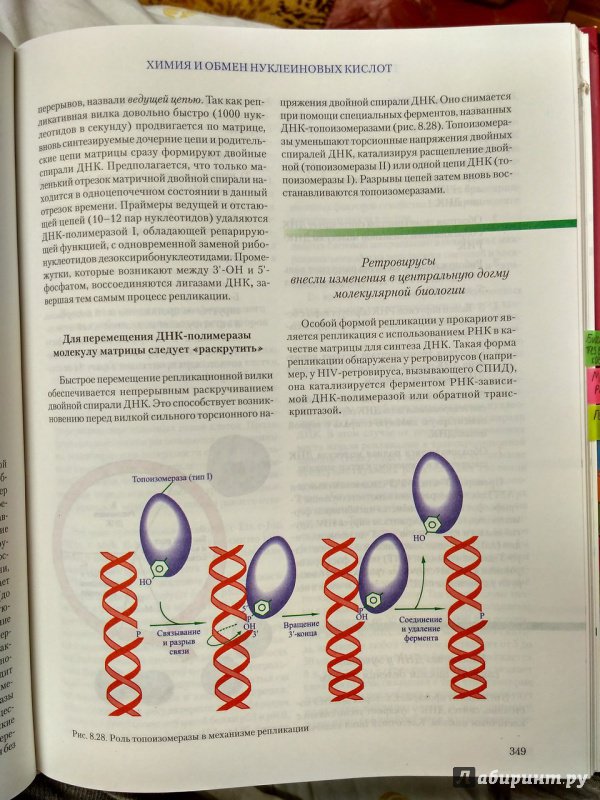 Иллюстрация 5 из 11 для Биологическая химия. Учебник - Олецкий, Кухта, Морозкина | Лабиринт - книги. Источник: Пилюк  Мария