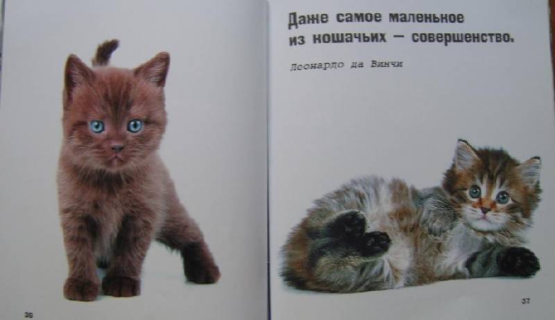 Иллюстрация 2 из 30 для Кошки - это духи, спустившиеся на землю | Лабиринт - книги. Источник: Злобин