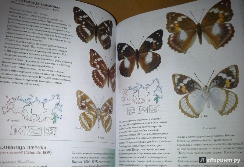 Иллюстрация 21 из 24 для Дневные бабочки. Определитель бабочек России - Каабак, Сочивко | Лабиринт - книги. Источник: Космос