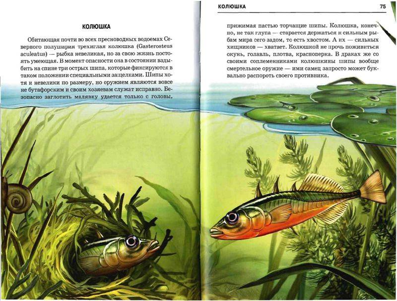 Иллюстрация 29 из 49 для Жизнь в пресной воде - Сергей Афонькин | Лабиринт - книги. Источник: Юта
