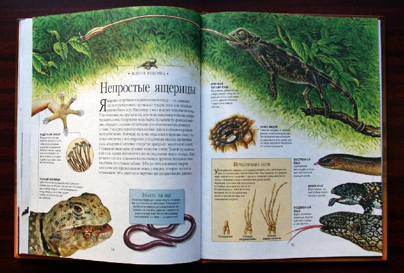 Иллюстрация 33 из 45 для Динозавры и рептилии | Лабиринт - книги. Источник: Валерия