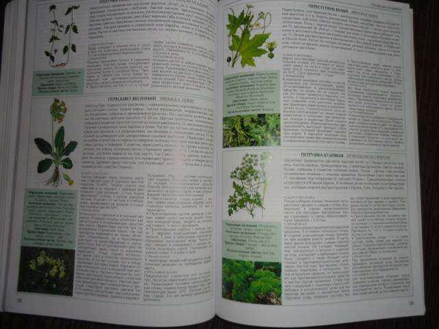 Иллюстрация 12 из 14 для Все о лекарственных растениях - С. Раделов | Лабиринт - книги. Источник: Разумея