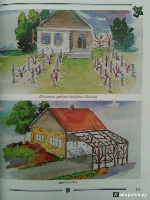 Иллюстрация 16 из 29 для Виноград на приусадебном участке. Пособие для садоводов-любителей - Раджабов, Зармаев | Лабиринт - книги. Источник: Катерина