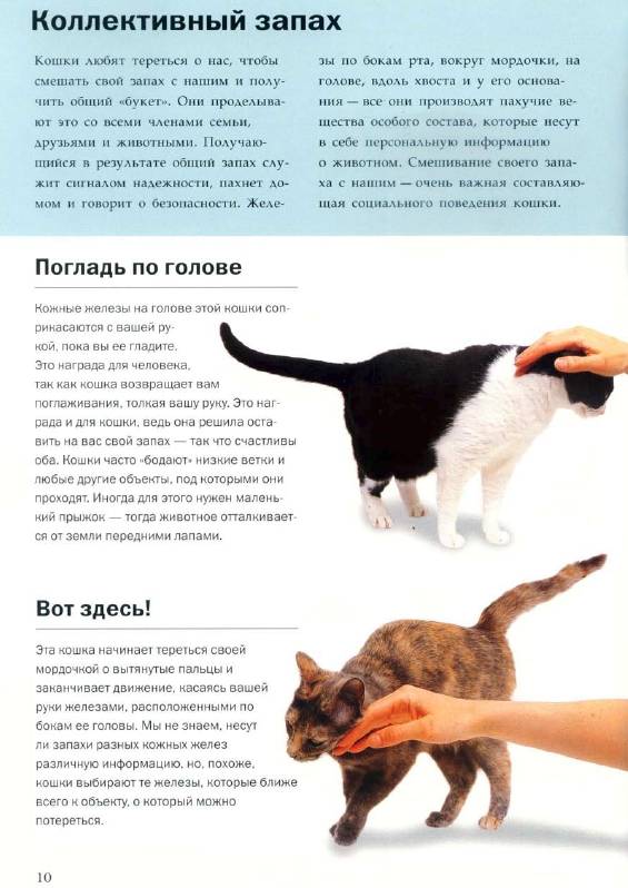 Иллюстрация 6 из 16 для О чем думает ваша кошка - Гвен Бэйли | Лабиринт - книги. Источник: Joker