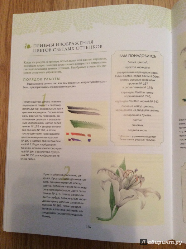 Иллюстрация 31 из 40 для Ботаническая иллюстрация - Венди Холендер | Лабиринт - книги. Источник: Alice R