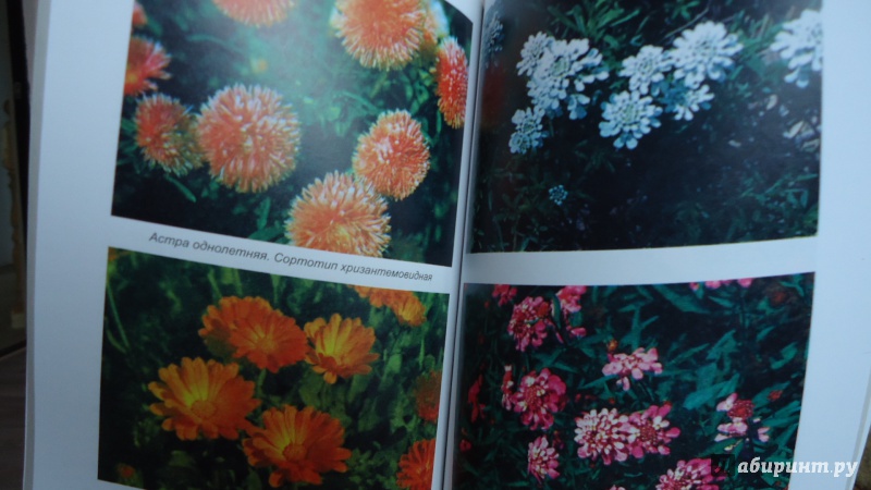 Иллюстрация 3 из 7 для Ваши любимые однолетние цветы. Выращивание, дизайн, продажа - Н. Жуковская | Лабиринт - книги. Источник: Синяшина  Екатерина