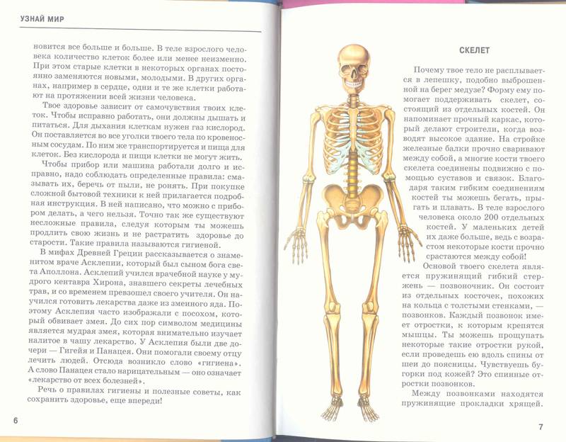 Иллюстрация 44 из 47 для Анатомия человека - Сергей Афонькин | Лабиринт - книги. Источник: Бетельгейзе