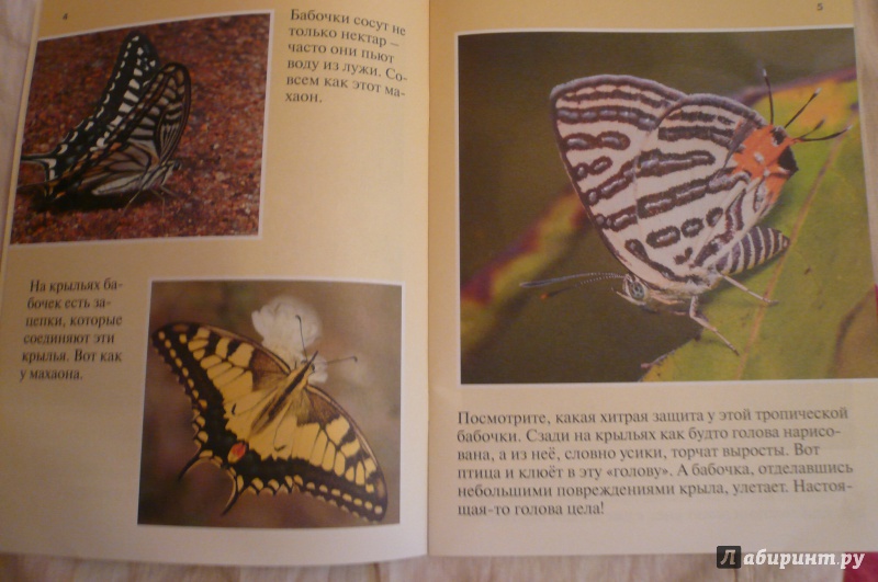 Иллюстрация 4 из 28 для Бабочки - Петр Волцит | Лабиринт - книги. Источник: Климкова  Светлана