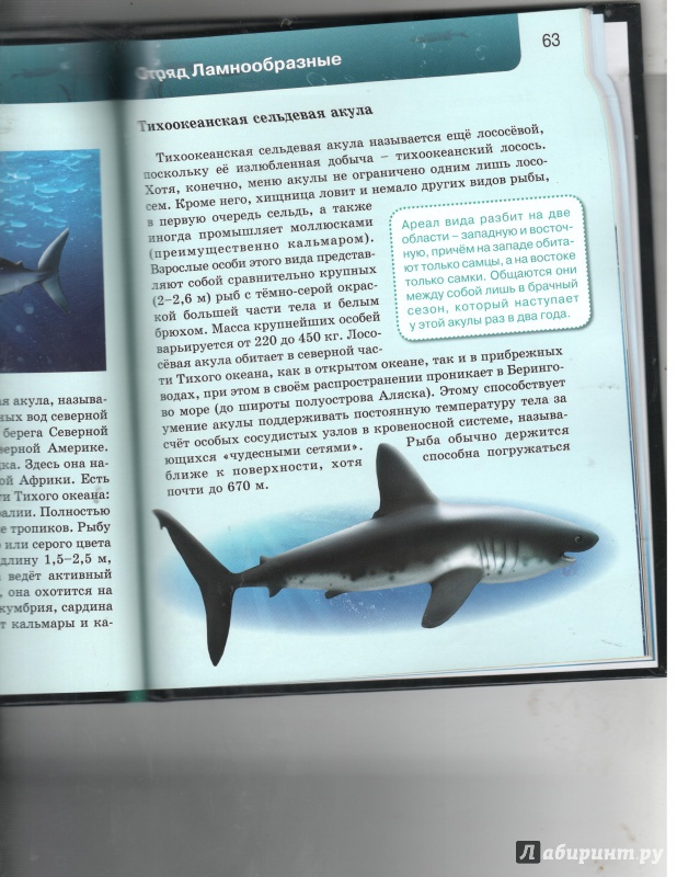 Иллюстрация 31 из 37 для Акулы | Лабиринт - книги. Источник: Никед
