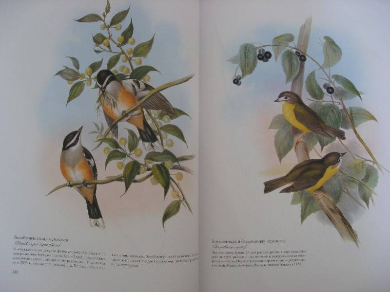 Иллюстрация 33 из 51 для Птицы Австралии (в футляре) - Джон Гульд | Лабиринт - книги. Источник: Нюта