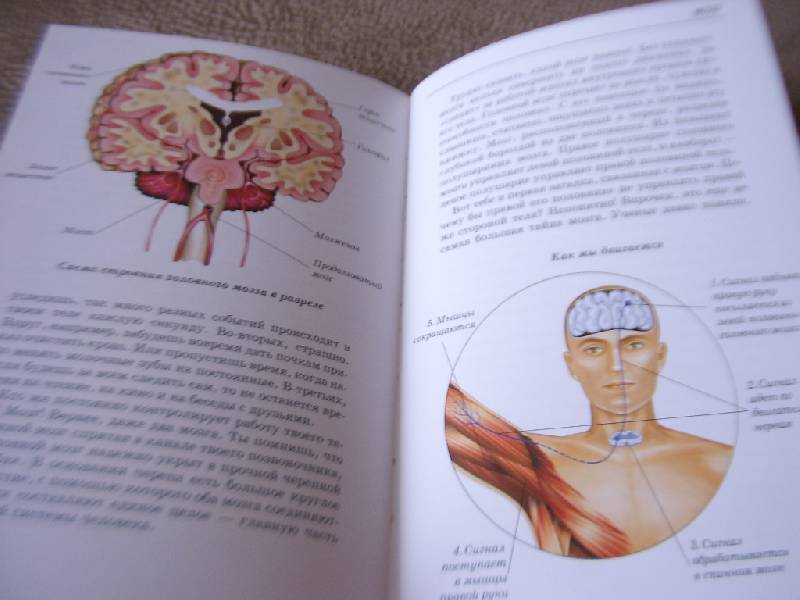 Иллюстрация 42 из 47 для Анатомия человека - Сергей Афонькин | Лабиринт - книги. Источник: Дядя Ваня