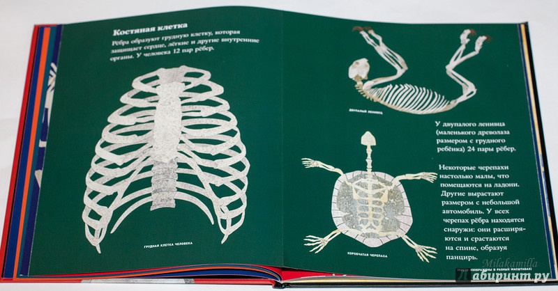 Иллюстрация 34 из 41 для Кости и скелеты - Стив Дженкинс | Лабиринт - книги. Источник: Букландия