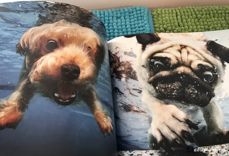 Иллюстрация 8 из 8 для Собаки под водой. Мокрые и смешные - Сет Кастил | Лабиринт - книги. Источник: Космос