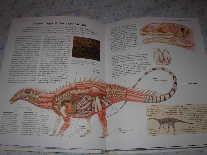 Иллюстрация 5 из 21 для Всемирная энциклопедия динозавров - Дугал Диксон | Лабиринт - книги. Источник: --- Гера ---