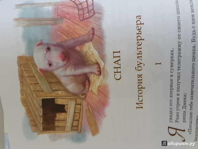Иллюстрация 24 из 28 для Рассказы о животных - Эрнест Сетон-Томпсон | Лабиринт - книги. Источник: Вера