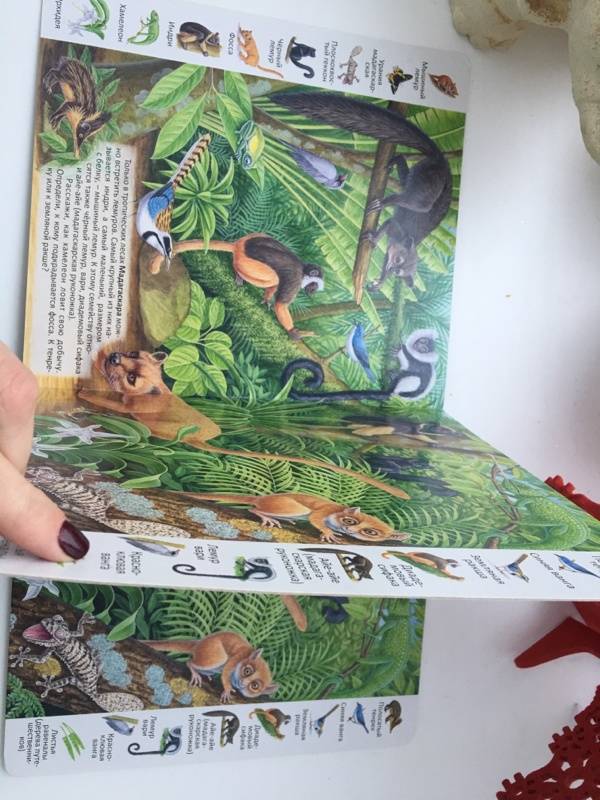 Иллюстрация 32 из 39 для Животные и растения тропических лесов | Лабиринт - книги. Источник: Лабиринт