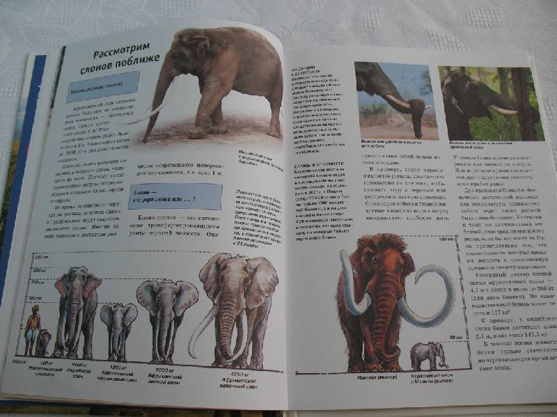 Иллюстрация 10 из 19 для Слоны - Ульрих Зедлаг | Лабиринт - книги. Источник: tayana