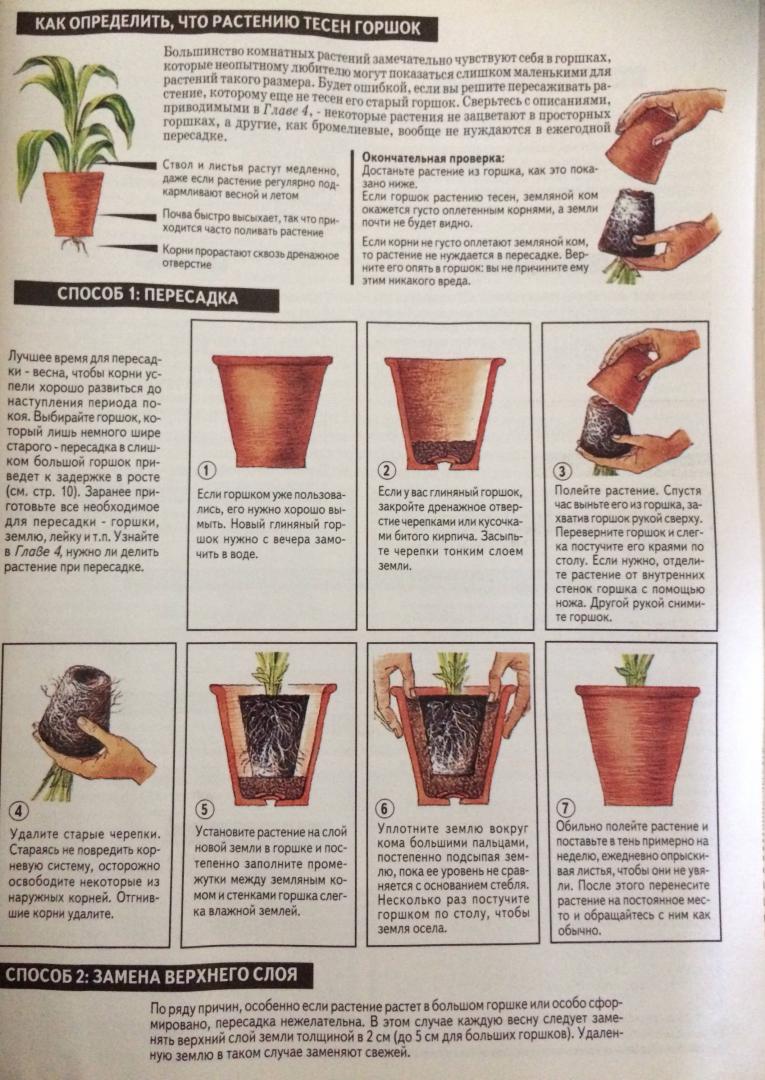 Иллюстрация 16 из 19 для Все о комнатных растениях - Дэвид Хессайон | Лабиринт - книги. Источник: Jo