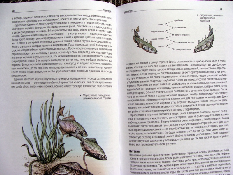 Иллюстрация 7 из 15 для Атлас рыб. Определитель пресноводных видов Европы - Мэйтленд, Сиделева, Линсел | Лабиринт - книги. Источник: Мария Гуляева