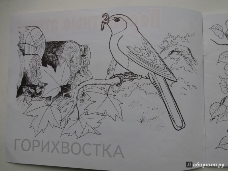 Иллюстрация 16 из 23 для Перелетные птицы | Лабиринт - книги. Источник: Iliy
