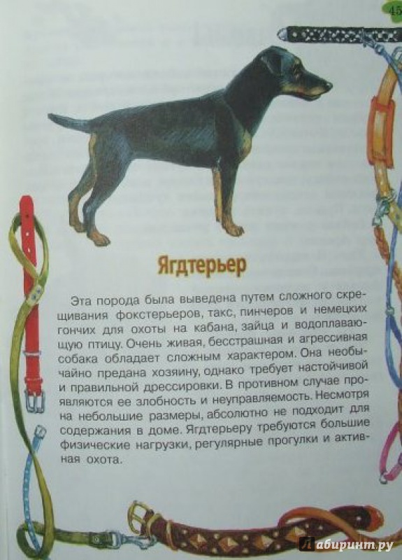 Иллюстрация 9 из 13 для Как любить собак - Эдуард Успенский | Лабиринт - книги. Источник: Половинка  Юля