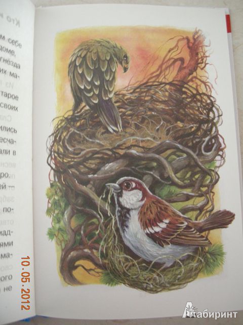 Иллюстрация 27 из 35 для Лесные детёныши - Виталий Бианки | Лабиринт - книги. Источник: Honeyed
